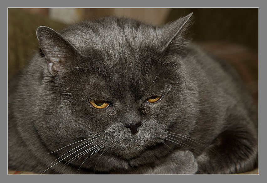 photo "I lay, I touch nobody..." tags: nature, portrait, pets/farm animals