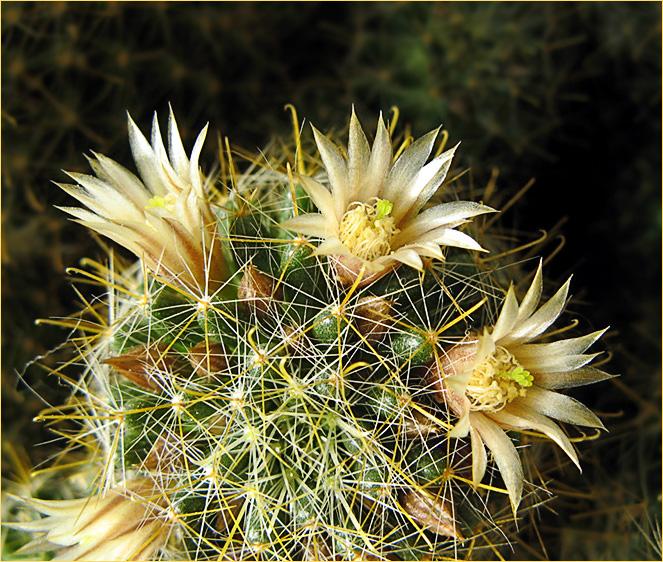 photo "Mammillaria" tags: nature, macro and close-up, flowers