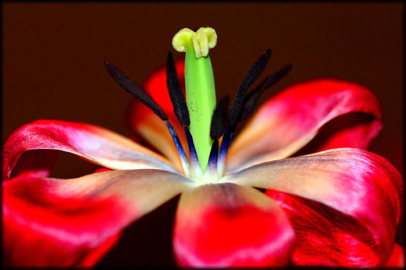 фото "Opened Tulip" метки: природа, цветы