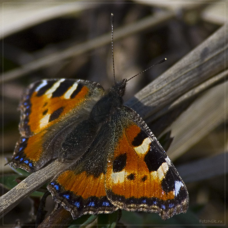 photo "Under the spring sun" tags: nature, macro and close-up, insect