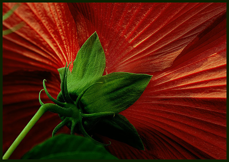 photo "Scarlet Sails" tags: nature, macro and close-up, flowers