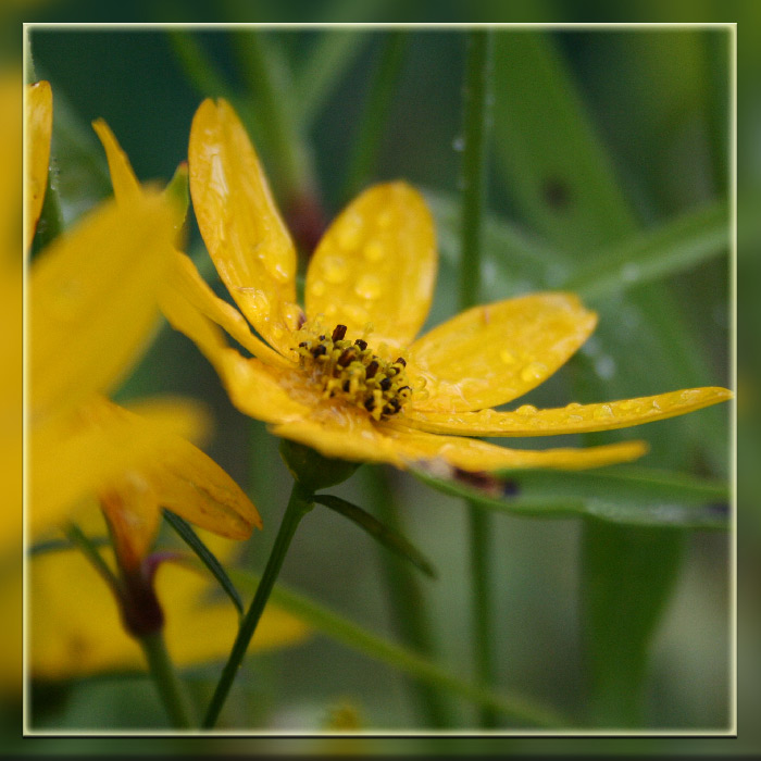 photo "***" tags: nature, macro and close-up, flowers