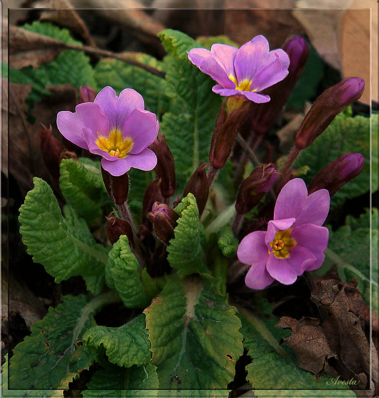 photo "Primrose" tags: nature, flowers