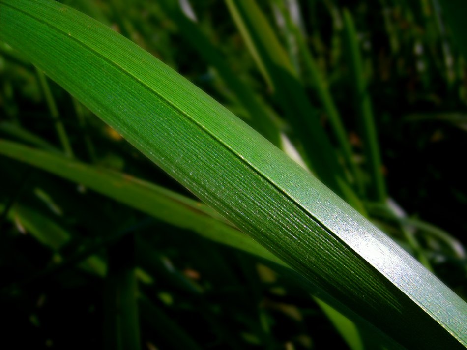 photo "Nature" tags: macro and close-up, 