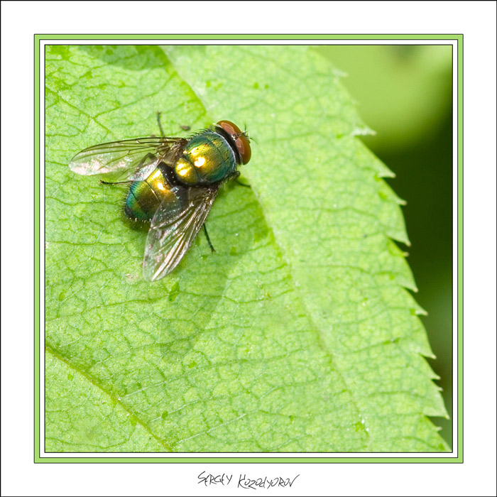фото "Обычная зелёная МУ" метки: природа, макро и крупный план, насекомое