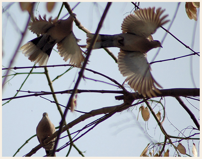 photo "Trio" tags: nature, wild animals