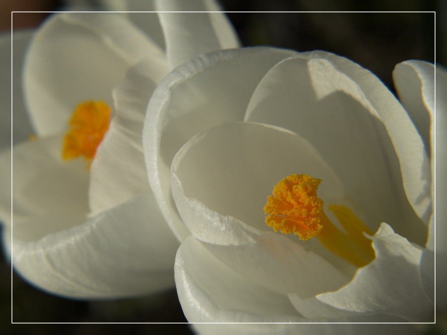 photo "Instants of the Spring" tags: nature, macro and close-up, flowers