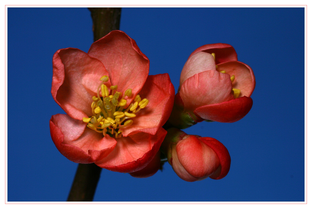 photo "Quitte" tags: macro and close-up, nature, flowers