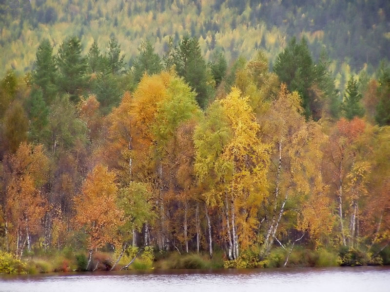 photo "Colours of Autumn" tags: landscape, autumn, forest