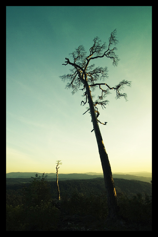 photo "Two Sisters" tags: landscape, forest