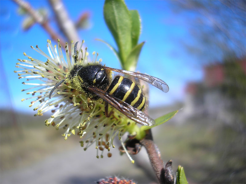 photo "***" tags: nature, macro and close-up, insect