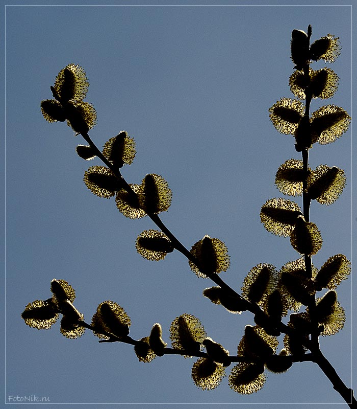 фото "Вербохлест" метки: природа, разное, цветы