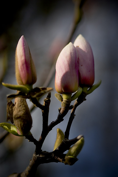 photo "for you..." tags: nature, flowers