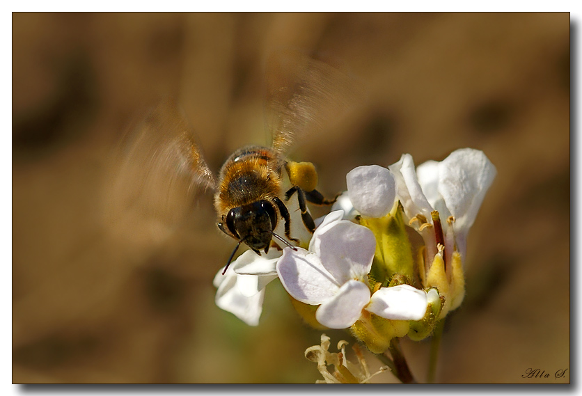 photo "***" tags: nature, macro and close-up, insect