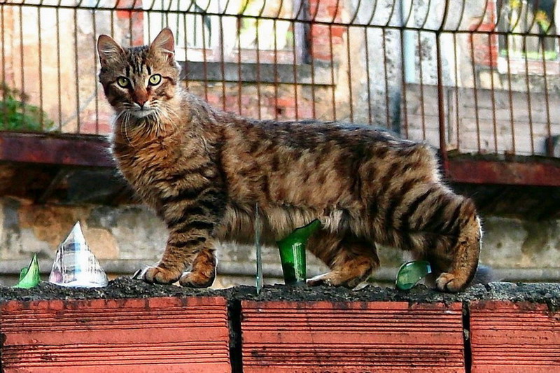 photo "Cat in the wall" tags: nature, pets/farm animals