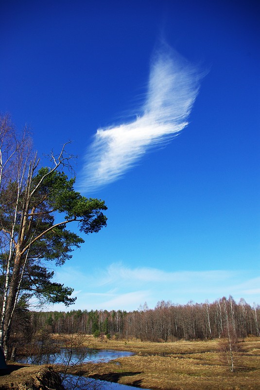 photo "Spring" tags: landscape, nature, spring