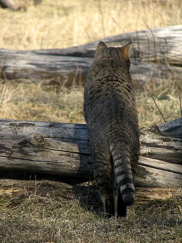 photo "'To the adventures'" tags: landscape, nature, pets/farm animals, spring