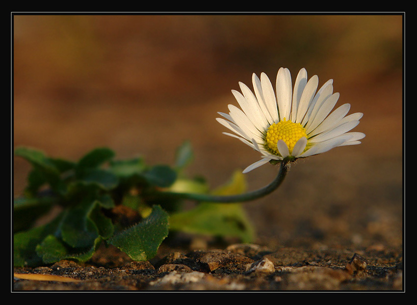 photo "***" tags: nature, macro and close-up, flowers