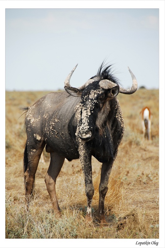 фото "Antilope gnu" метки: природа, путешествия, Африка, дикие животные