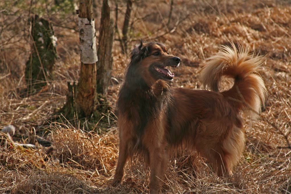 фото "Dog" метки: природа, домашние животные