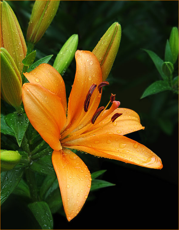 photo "Ginger" tags: nature, flowers