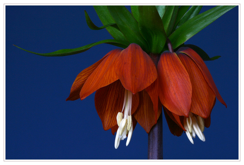 фото "Fritillaria imperialis" метки: макро и крупный план, природа, цветы