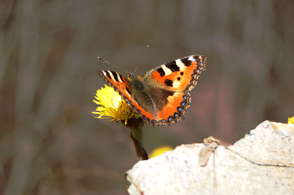 photo "***" tags: macro and close-up, nature, insect