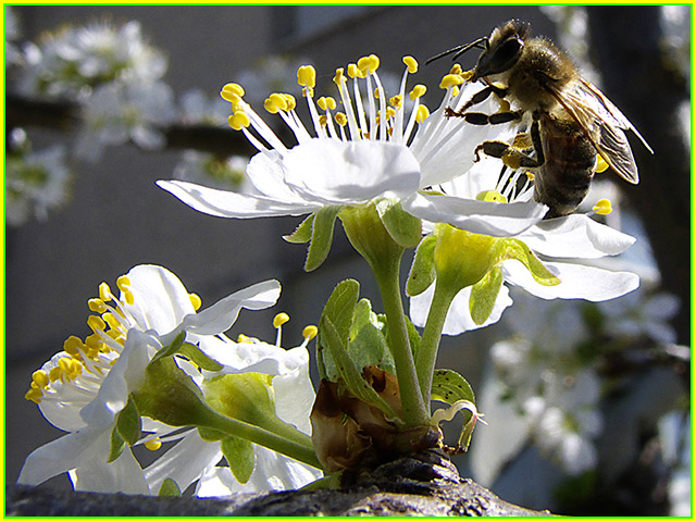 photo "Bee" tags: nature, macro and close-up, 