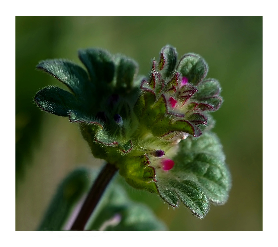 photo "Nettle" tags: macro and close-up, 