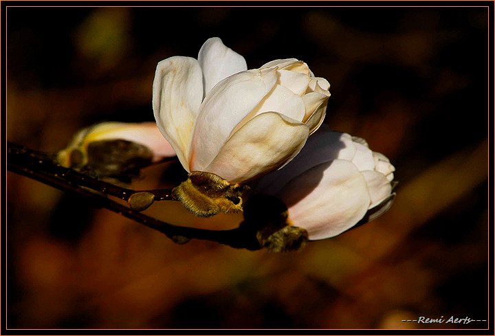 photo "magnolia in the sun" tags: nature, macro and close-up, flowers