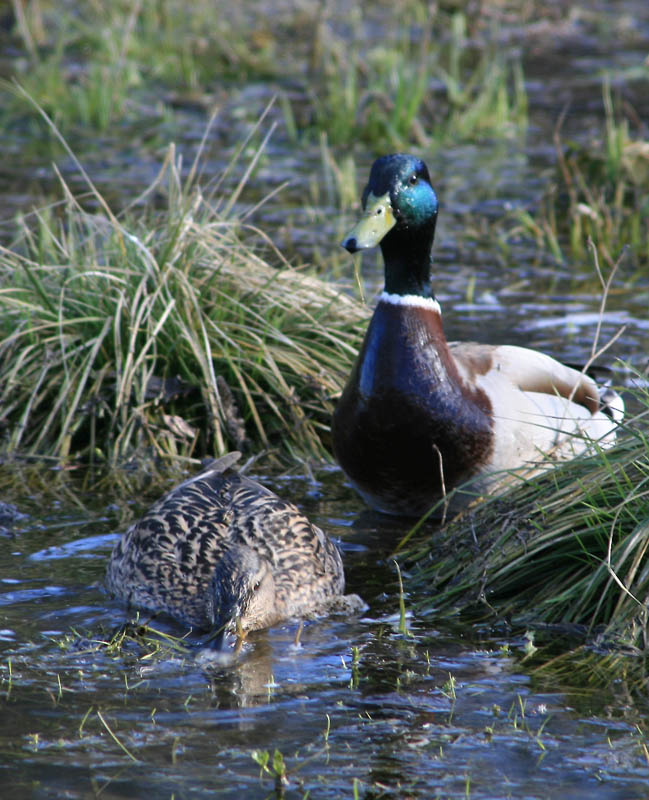 photo "***" tags: nature, landscape, spring, wild animals