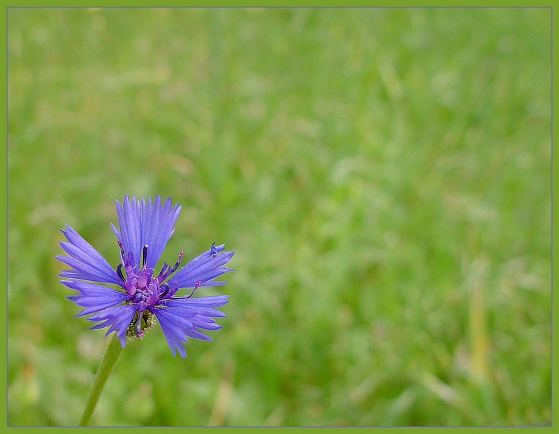 photo "Cornflower" tags: nature, flowers