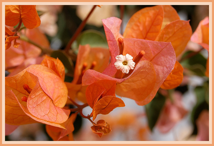 photo "T E N D E R N E S S" tags: nature, macro and close-up, flowers