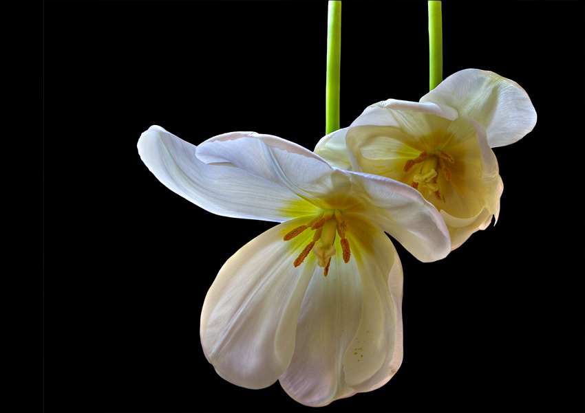 photo "***" tags: nature, macro and close-up, flowers