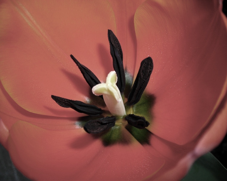 photo "***" tags: nature, flowers