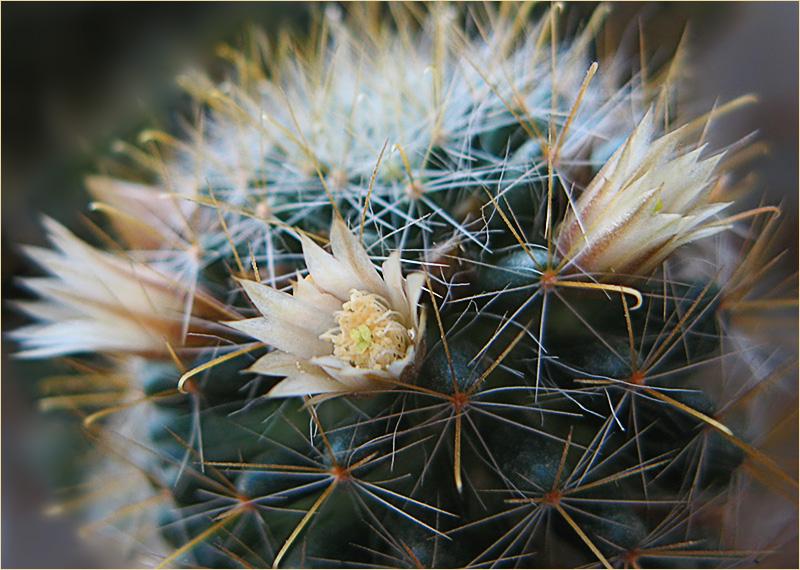 photo "among the thorns" tags: nature, flowers