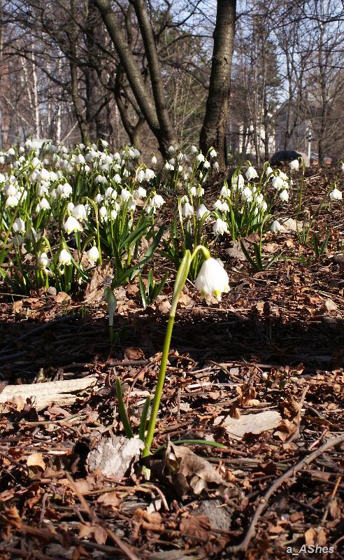 photo "Schwarzen Strich   Черная полоса" tags: landscape, nature, flowers, spring