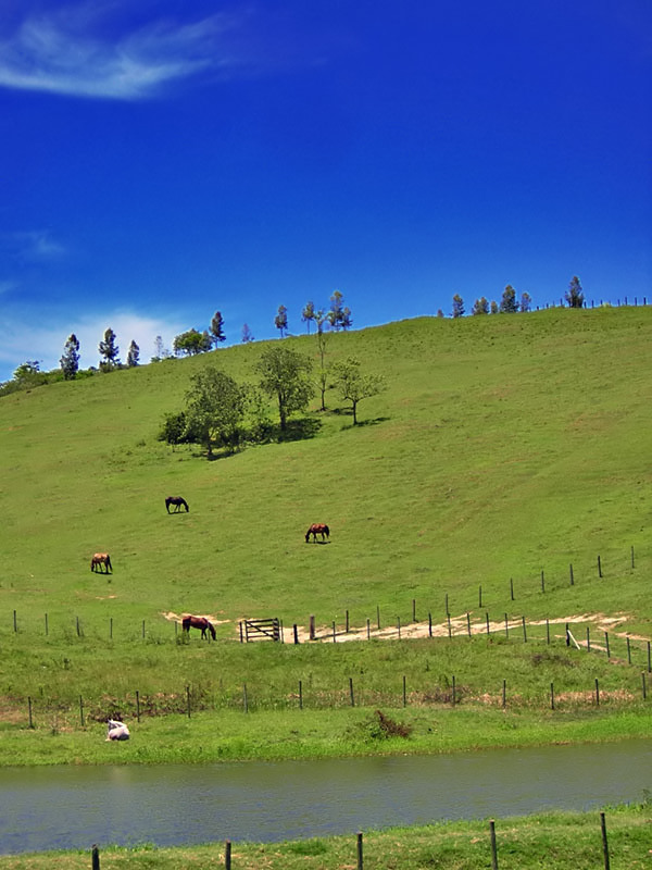 photo "Fields" tags: landscape, nature, pets/farm animals