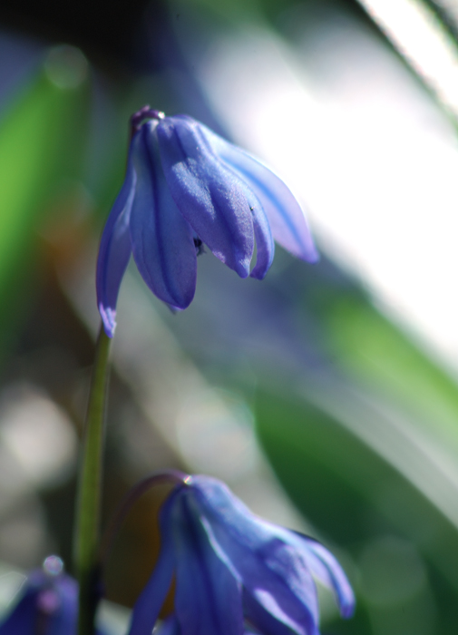 photo "***" tags: nature, macro and close-up, 