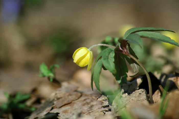 photo "***" tags: macro and close-up, 