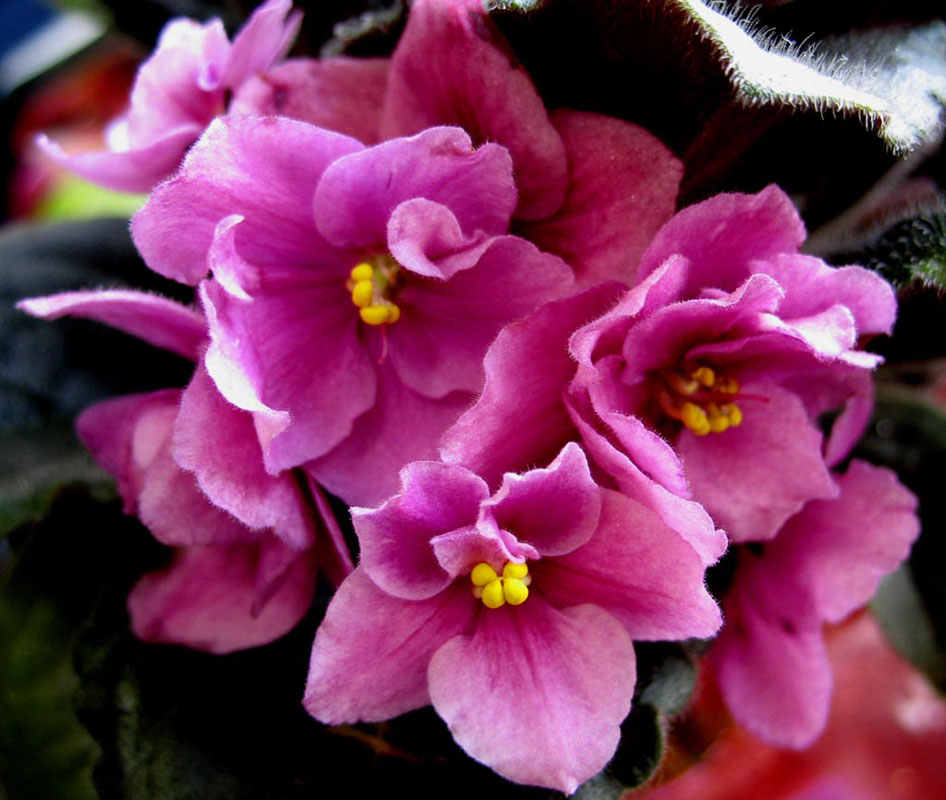 фото "Violet" метки: природа, макро и крупный план, цветы