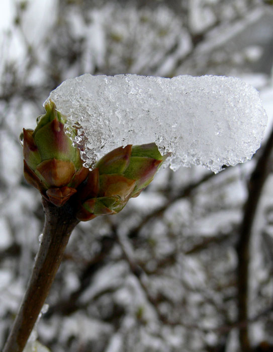 photo "Spring snow" tags: nature, 