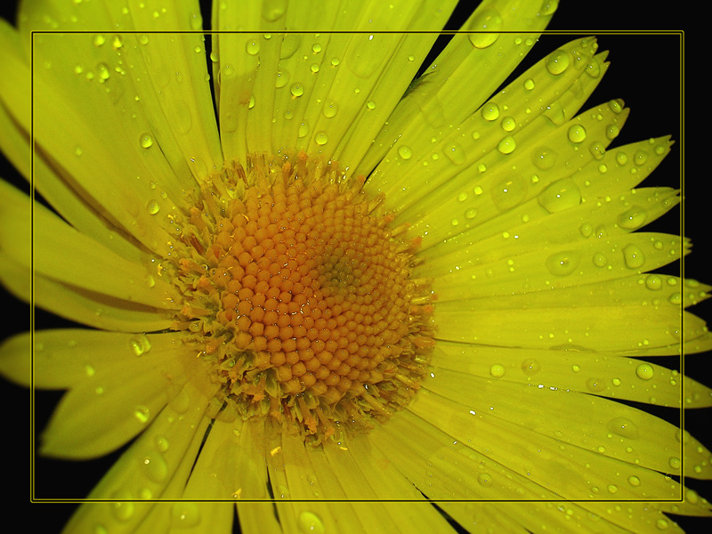 photo "***" tags: nature, macro and close-up, flowers