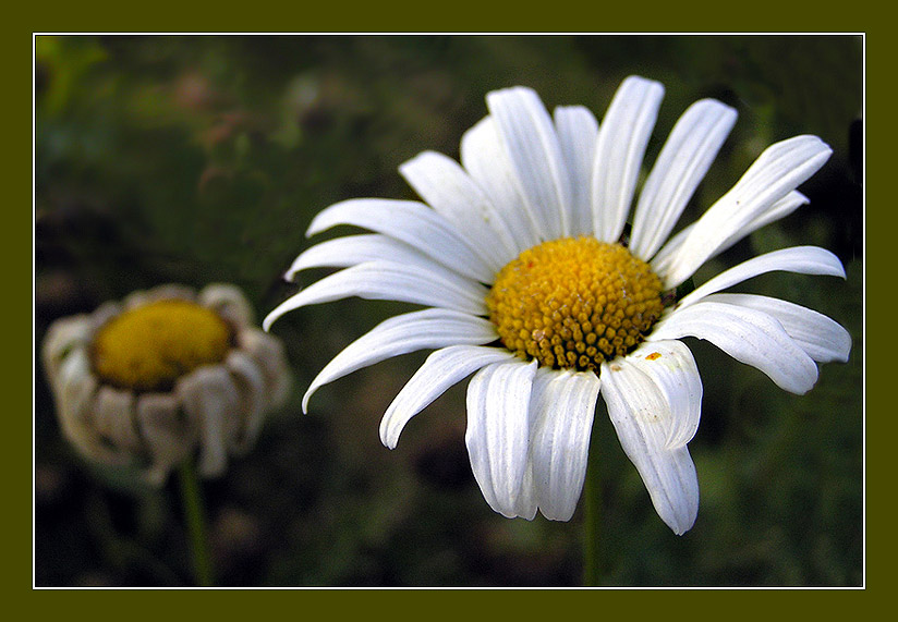 photo "Not eternally..." tags: nature, macro and close-up, flowers