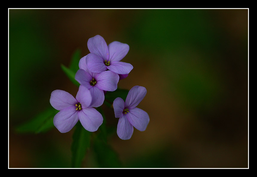 photo "In the deep forest" tags: macro and close-up, 