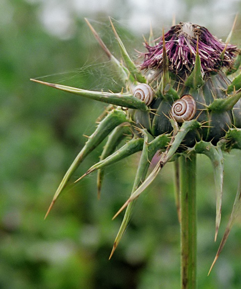 photo "Guest from the Unknown Planet." tags: nature, flowers