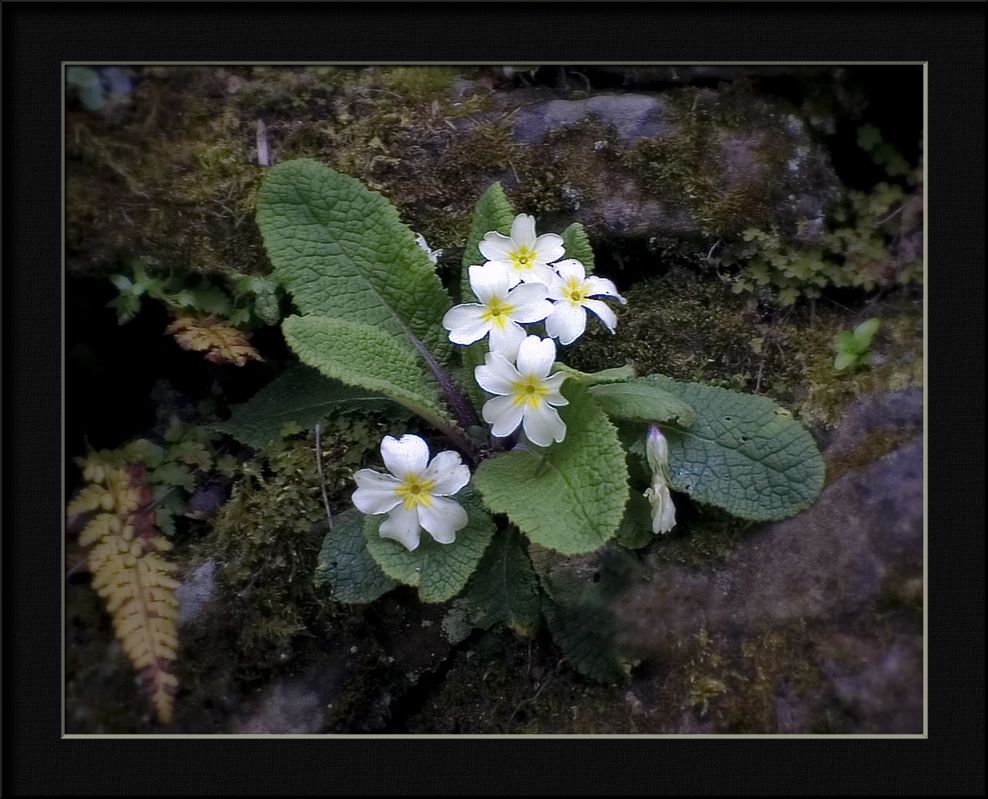 photo "primrose on a wall" tags: nature, flowers