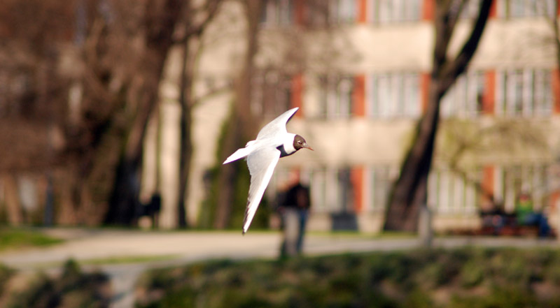 photo "Spring flight" tags: nature, 