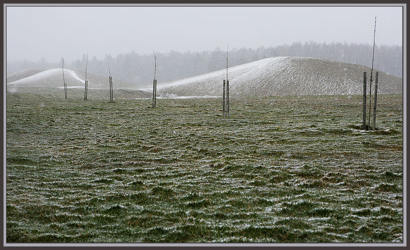 photo "New trees and a new spring" tags: landscape, spring