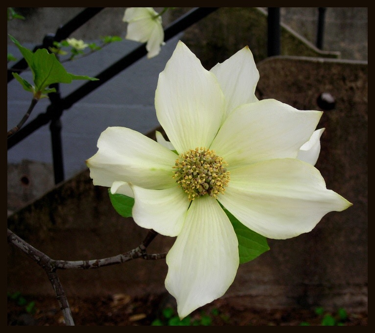 photo "never say never" tags: nature, macro and close-up, flowers